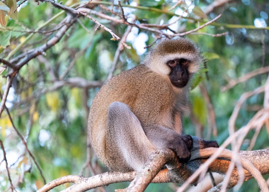 Nyungwe National Park Guide: Chimpanzee Trekking & Canopy Walk (2026)