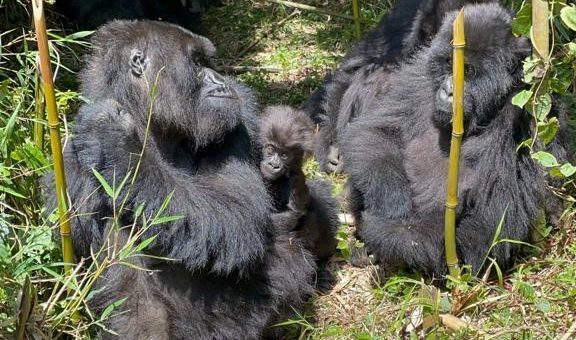 10 Things to Know Before Gorilla Trekking in Rwanda (2026 Guide)