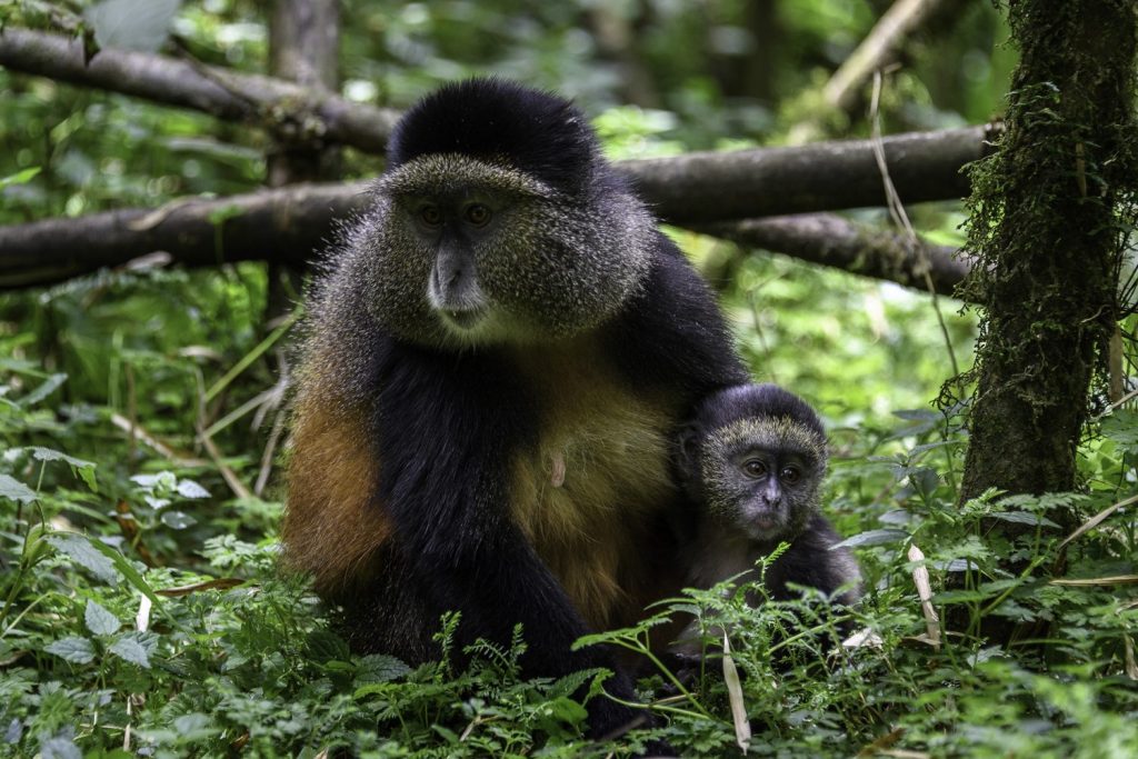 5‑Day Rwanda Safari Itinerary: Akagera National Park & Nyungwe Forest Combined (2026)