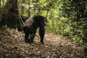Nyungwe Forest National Park – The Ultimate Guide to Chimpanzee Trekking & Canopy Walk (2026)