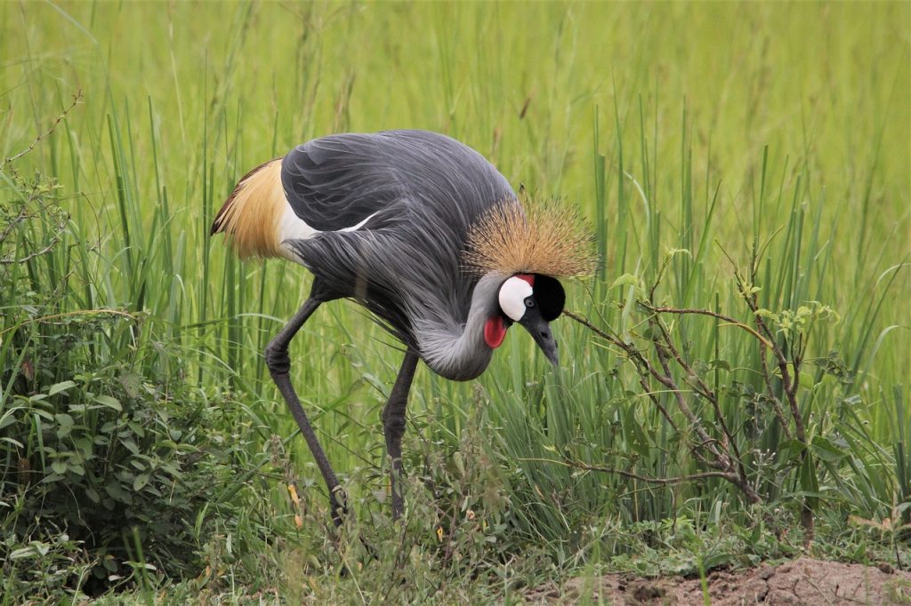 east, wallpaper 4k, african-4616892.jpg