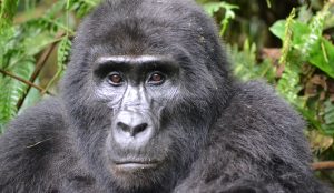 Ultimate 7‑Day Gorilla & Wildlife Safari Itinerary: Rwanda and Uganda Combined (2026)