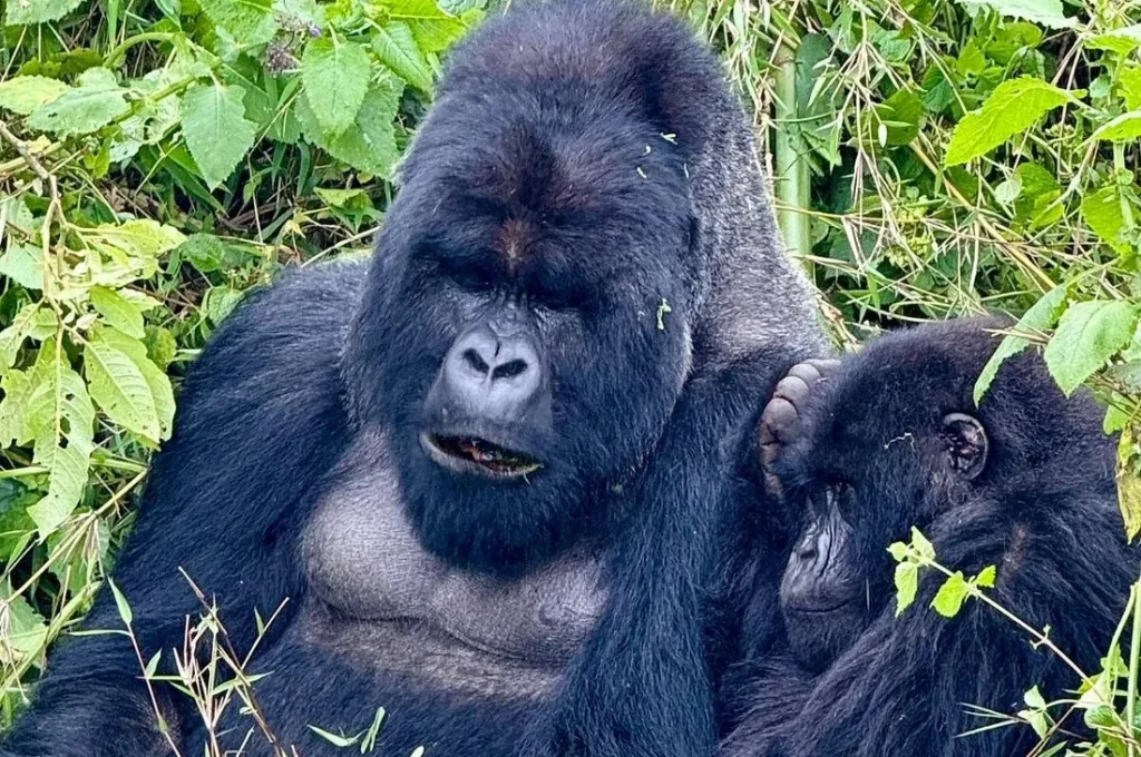 Luxury Gorilla Trekking in Rwanda