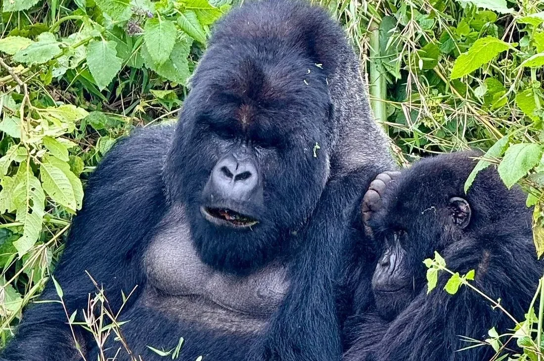 Luxury Gorilla Trekking in Rwanda