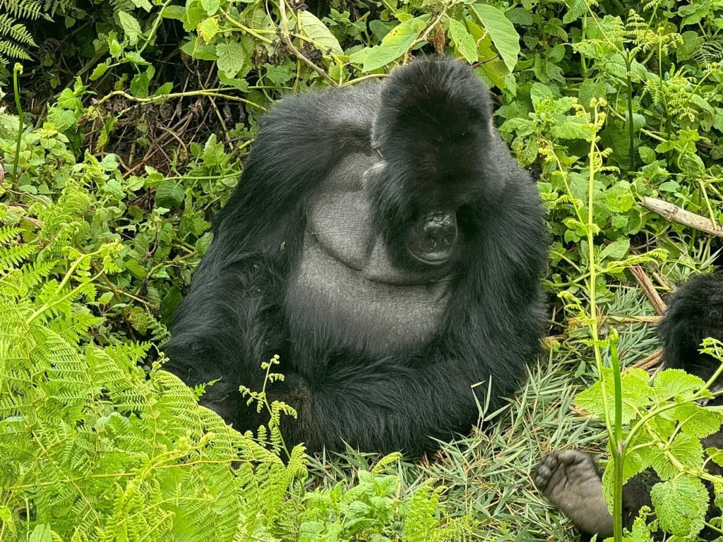 The Ultimate Packing List for Gorilla Safaris in Rwanda (2026)
