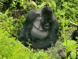 The Ultimate Packing List for Gorilla Safaris in Rwanda (2026)