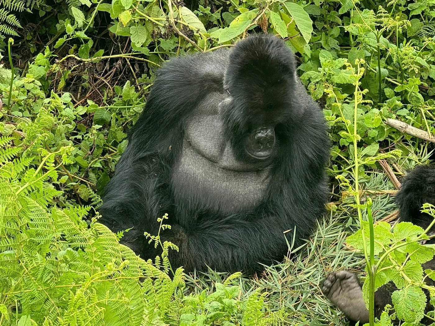 Gorilla Safaris in Rwanda