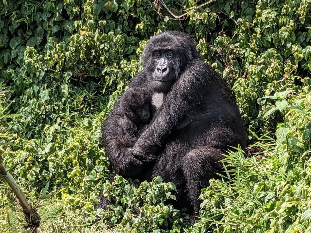 Gorilla Safaris in Rwanda