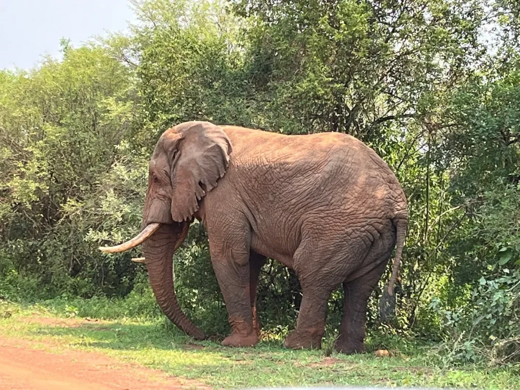 Akagera National Park Safari: Complete Guide for First-Time Visitors (2026)
