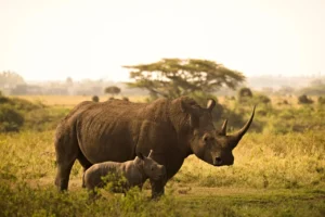 Akagera National Park Safari Guide 2026: Big Five, Boat Cruises & Entry Fees