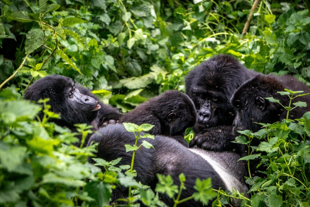Gorilla trekking in Uganda