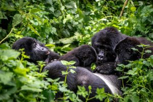 Gorilla Trekking in Uganda vs. Gorilla safari in Rwanda (2026) – Which Destination Is Right For You?